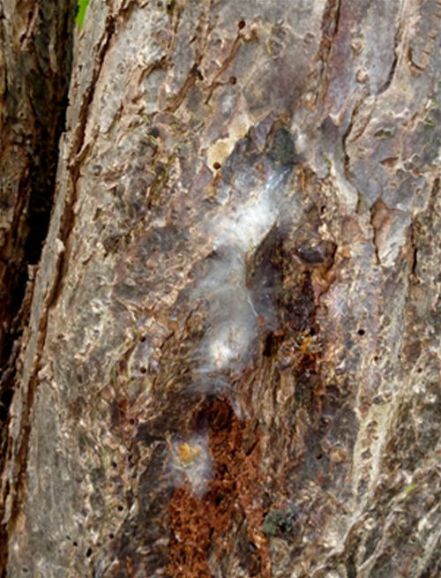 Young fruiting bodies developing from a mycelial web on blackthorn in Basildon, Essex